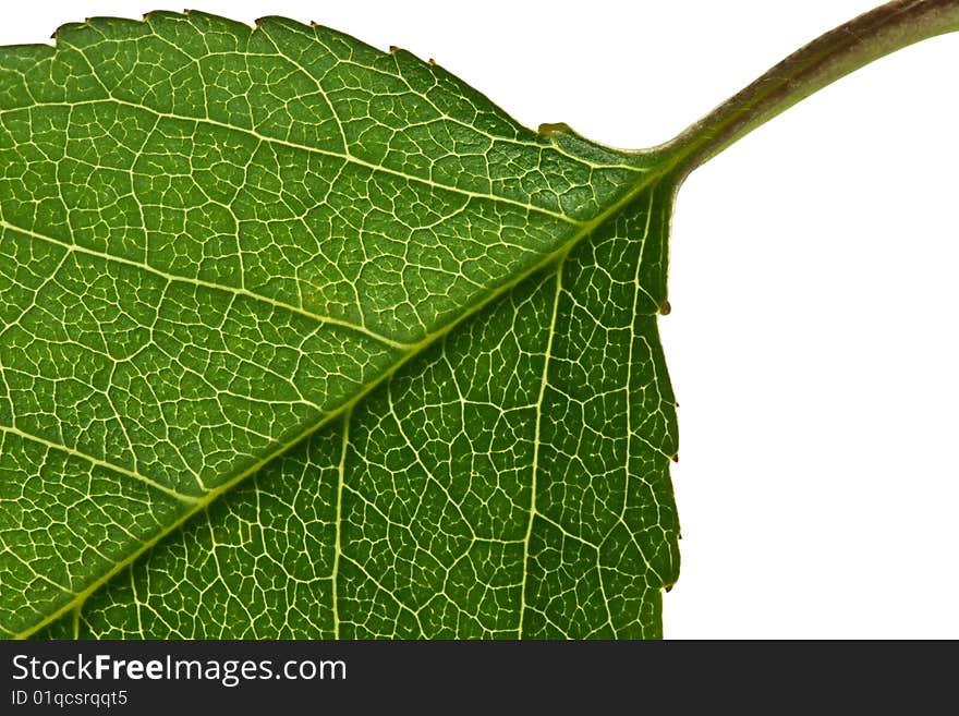 Young green leaves surface macro shot. Young green leaves surface macro shot