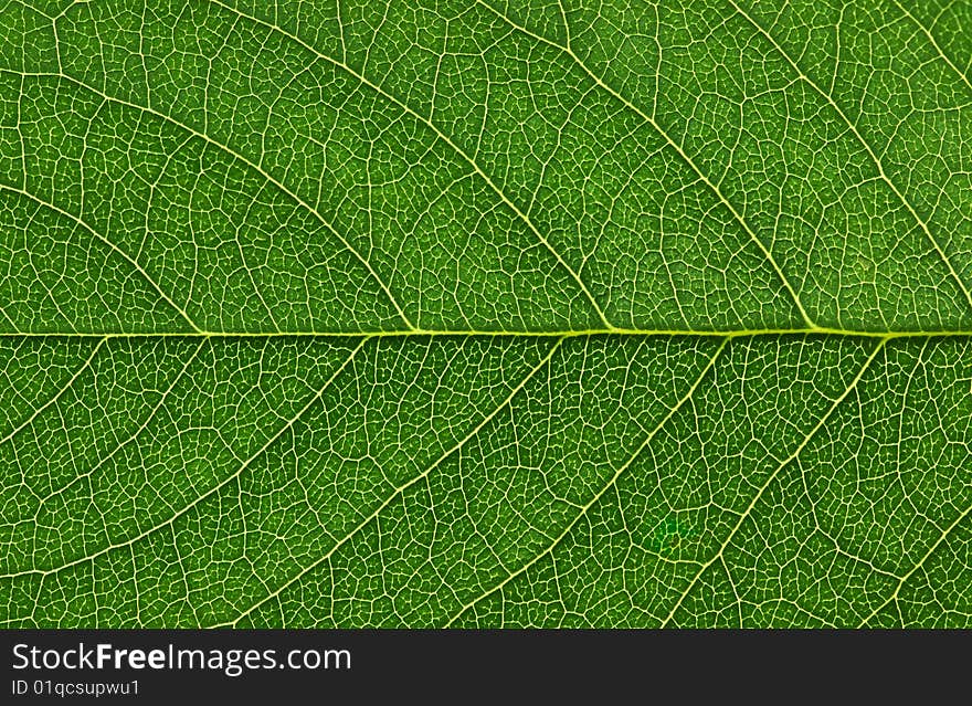 Young green leaves surface macro shot. Young green leaves surface macro shot