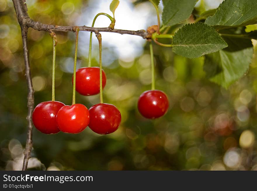 Five red cherries growing on a branch of a cherry tree. Five red cherries growing on a branch of a cherry tree