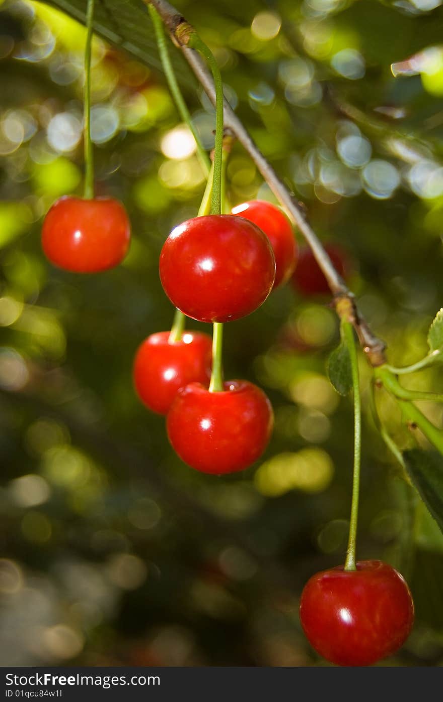 Red cherries hanging on a branch