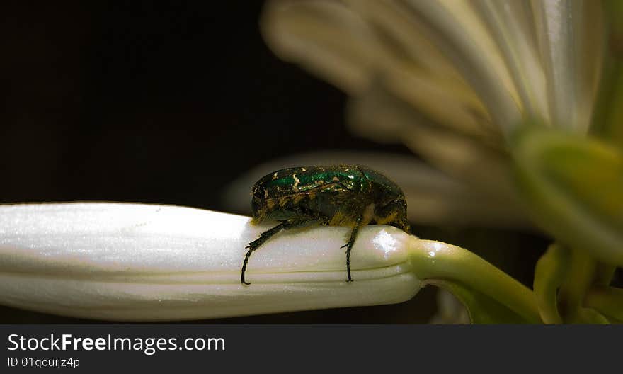 Macro Photo Of A May-bug On A Lily