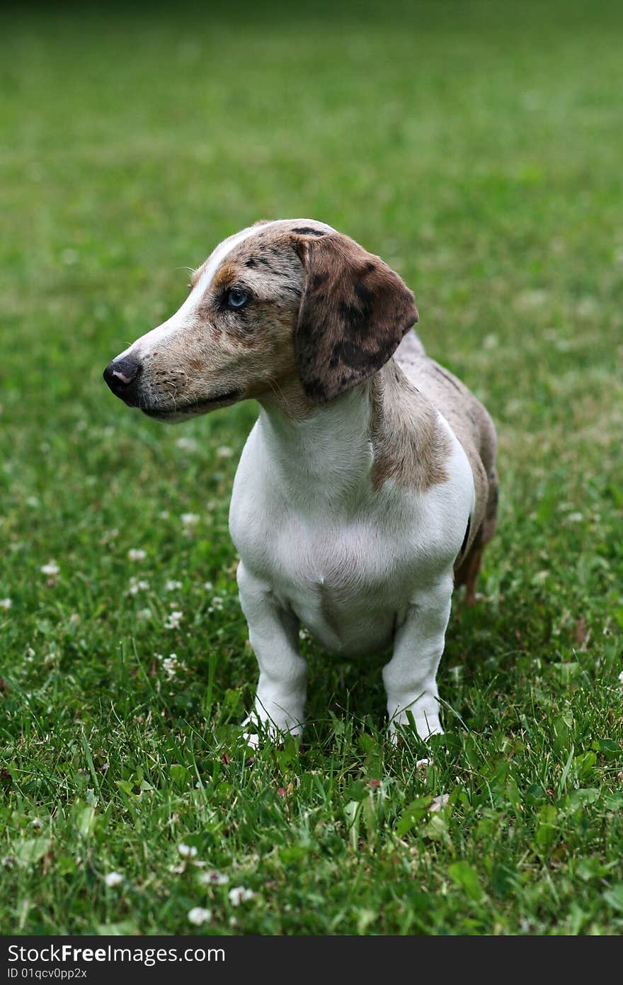 Little dog on green grass