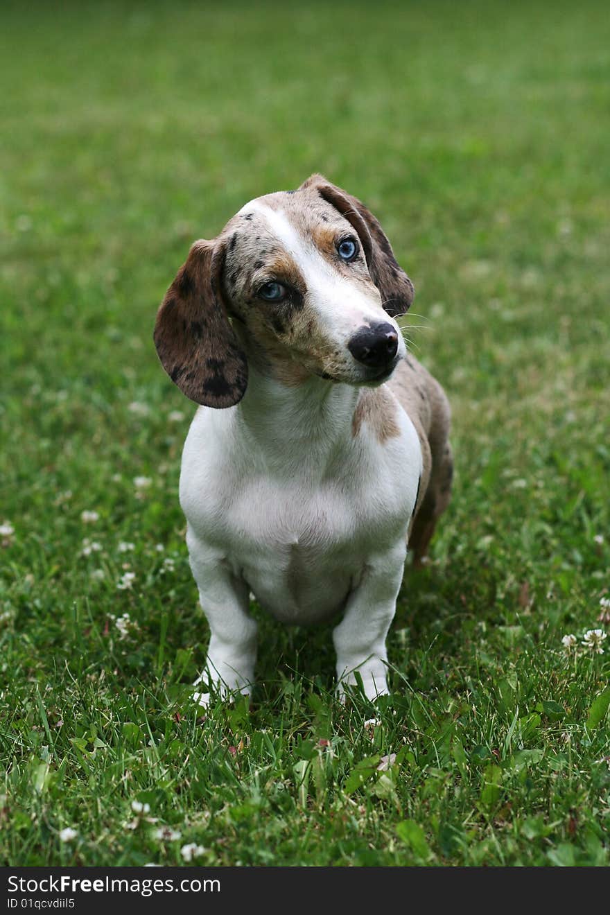 Little dog on green grass