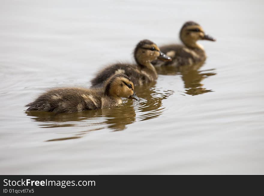 A trio of ducklings swimming. Selective focus on the front baby duck. A trio of ducklings swimming. Selective focus on the front baby duck.