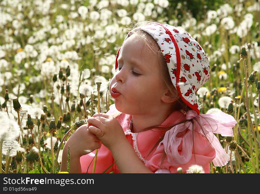 Dandelions