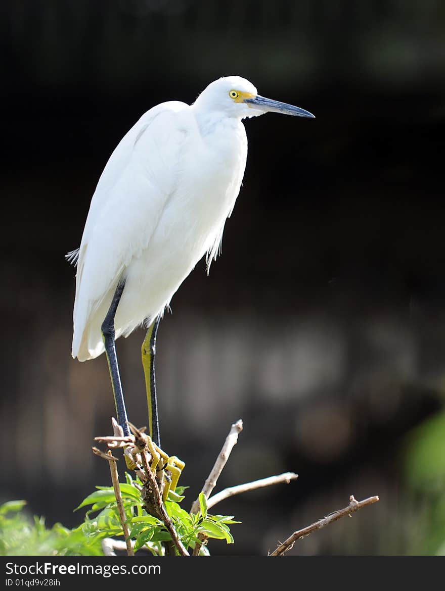 Great White Egret