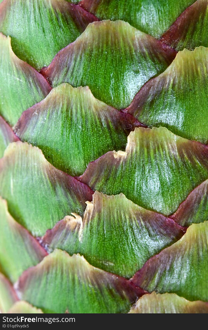 A Young - green- Pine Cone background.