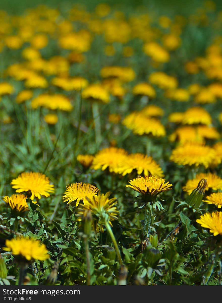 Summer bring fields dotted with dozens of yellow dandelions and sunny days.