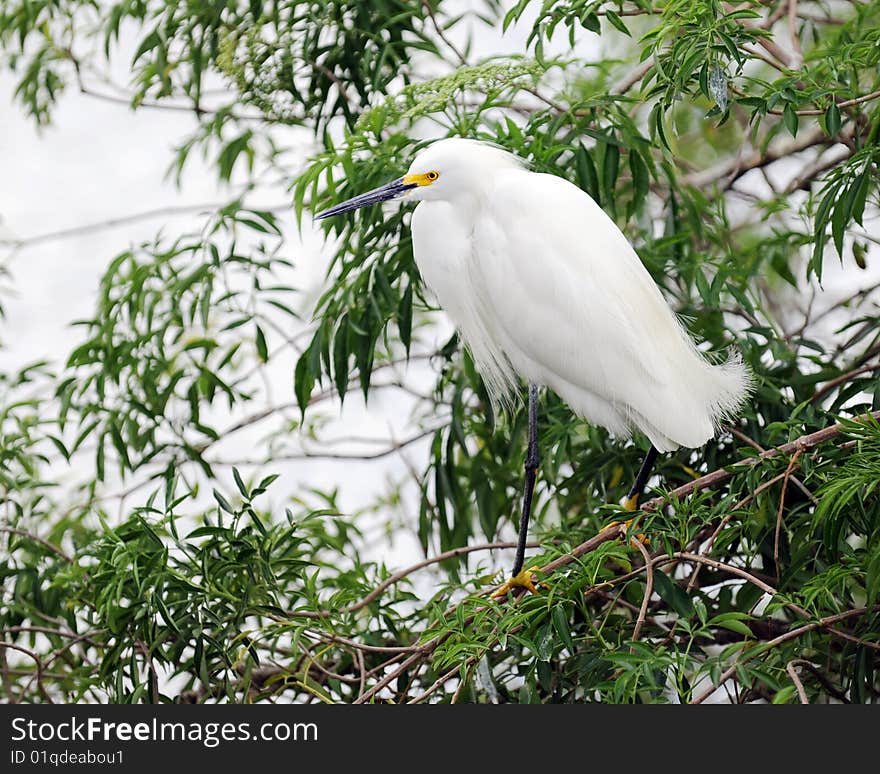 Snowy White Egret