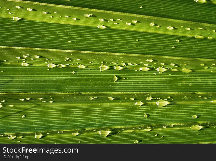 Radiant pattern of green palm leaf