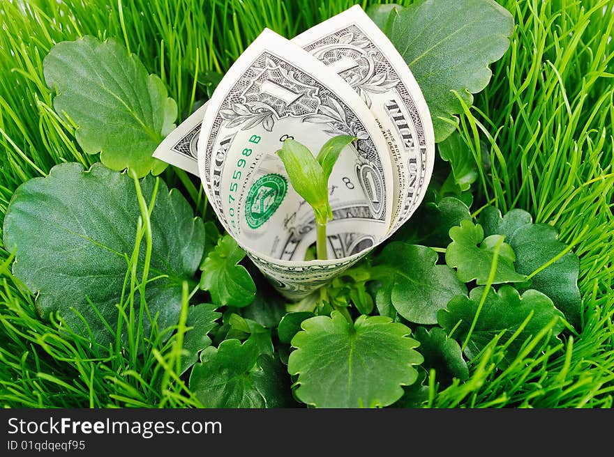 The banknote between the leaves of green grass. The banknote between the leaves of green grass