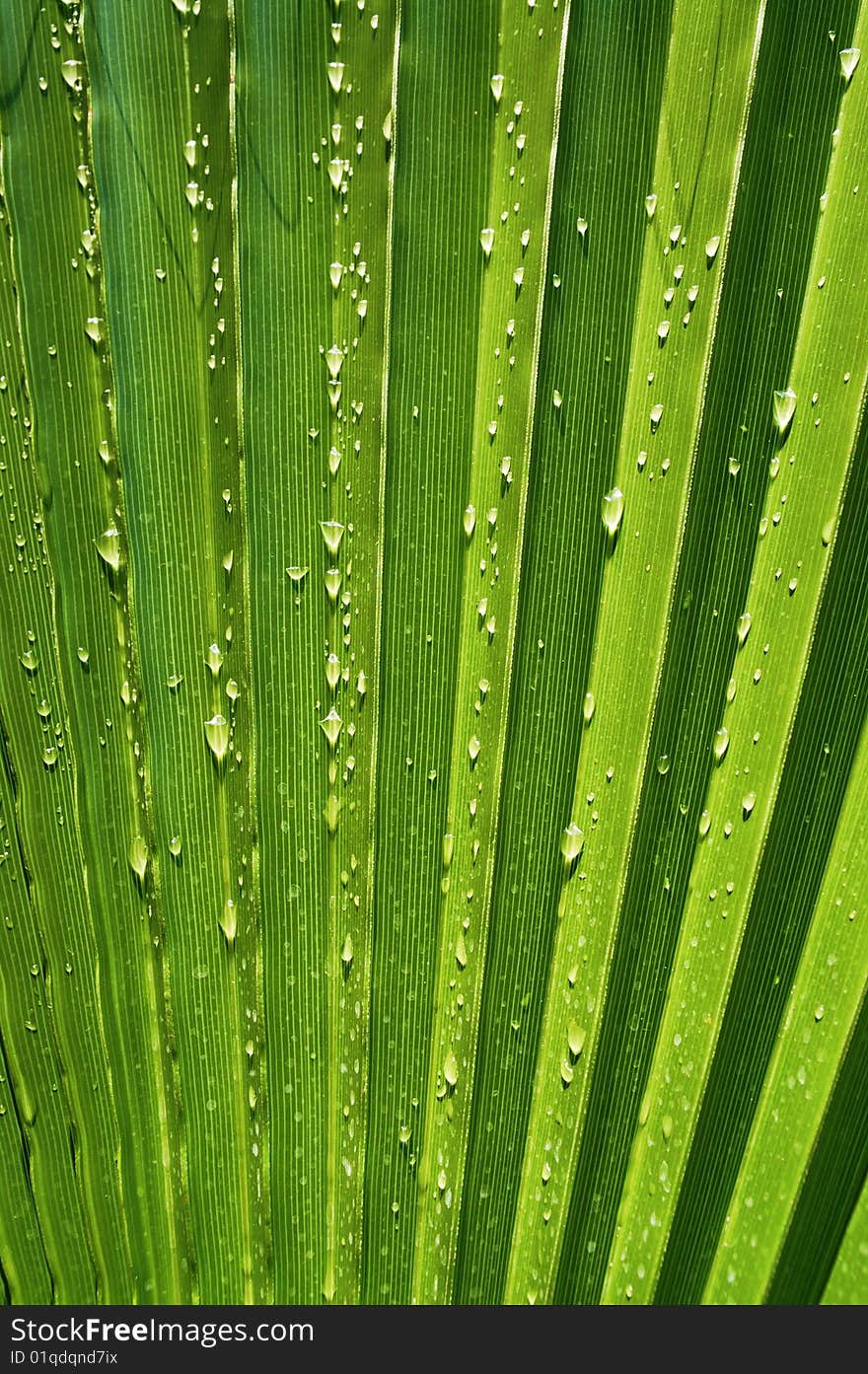 Radiant pattern of green palm leaf