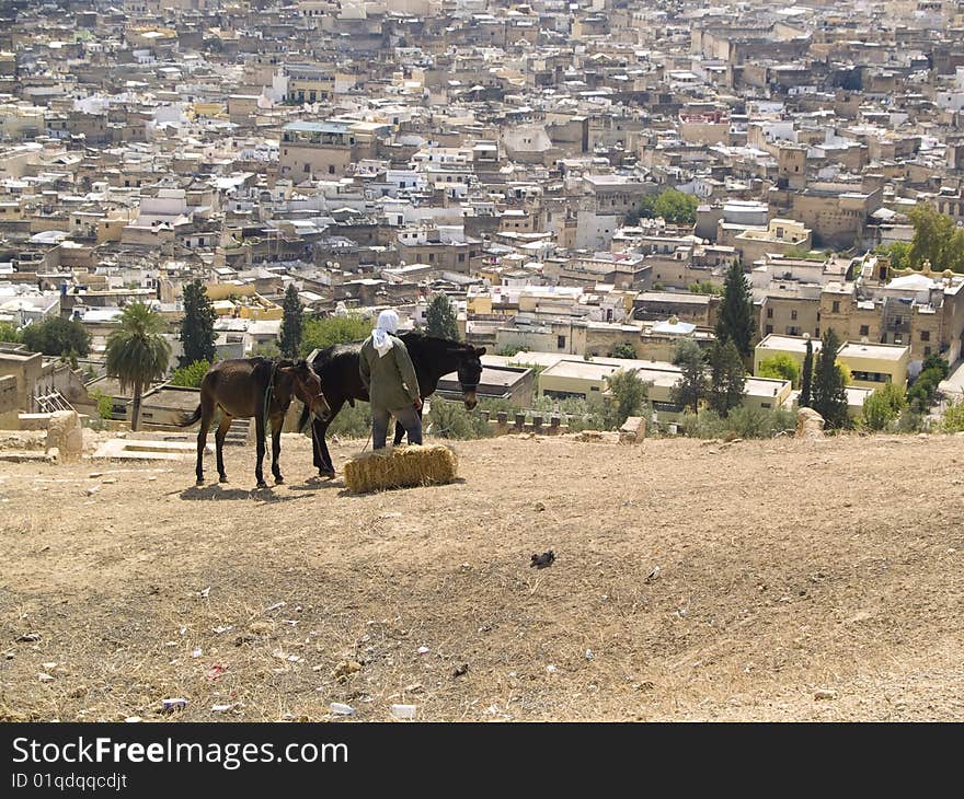 Man and two horses in background Fes city. Morocco