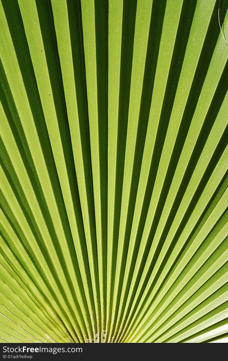 Radiant pattern of green palm leaf