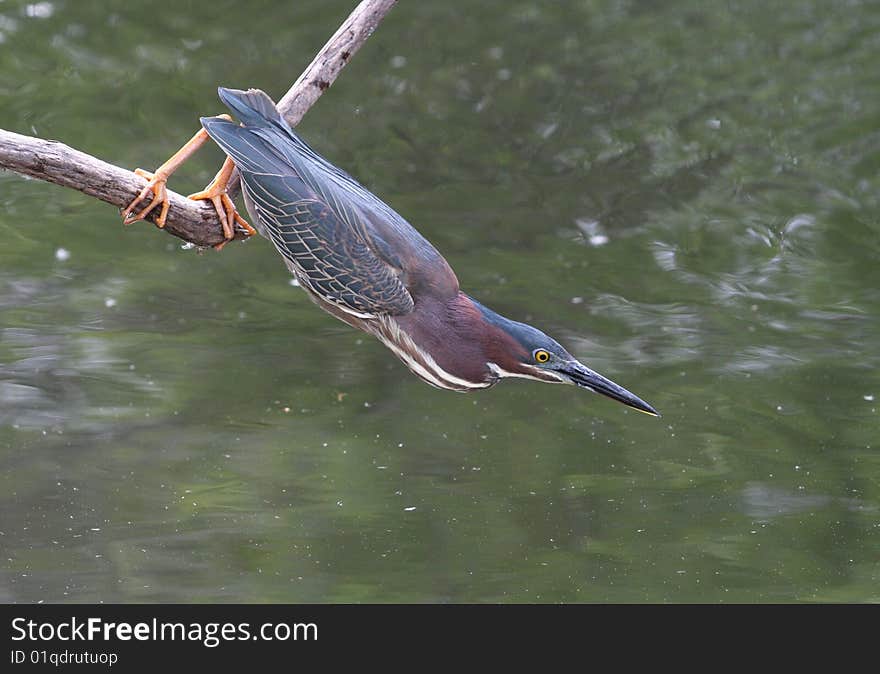 Green Heron hunting fish from a branch.