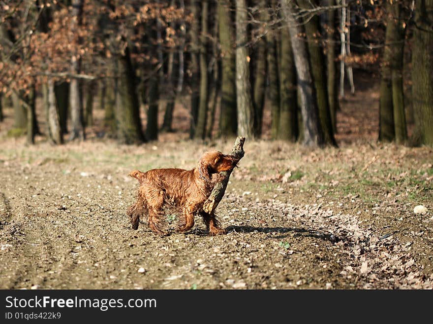 Anglish cocker sitting golden dog