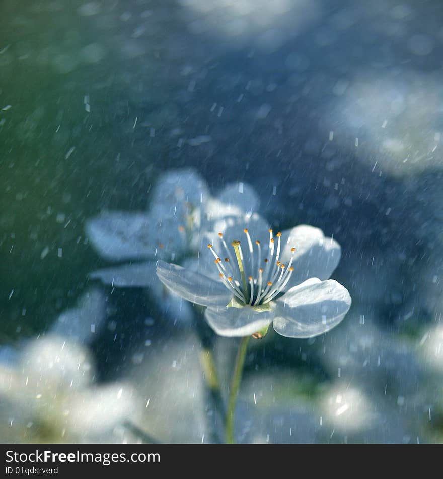 Flower cherry-tree