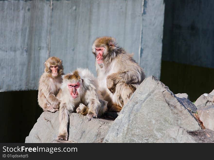 A Family of Monkeys people watching at the zoo. A Family of Monkeys people watching at the zoo.