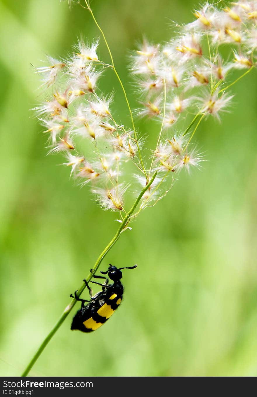 The beetle on green grass