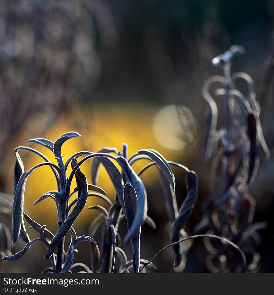 Flower common sage in logging