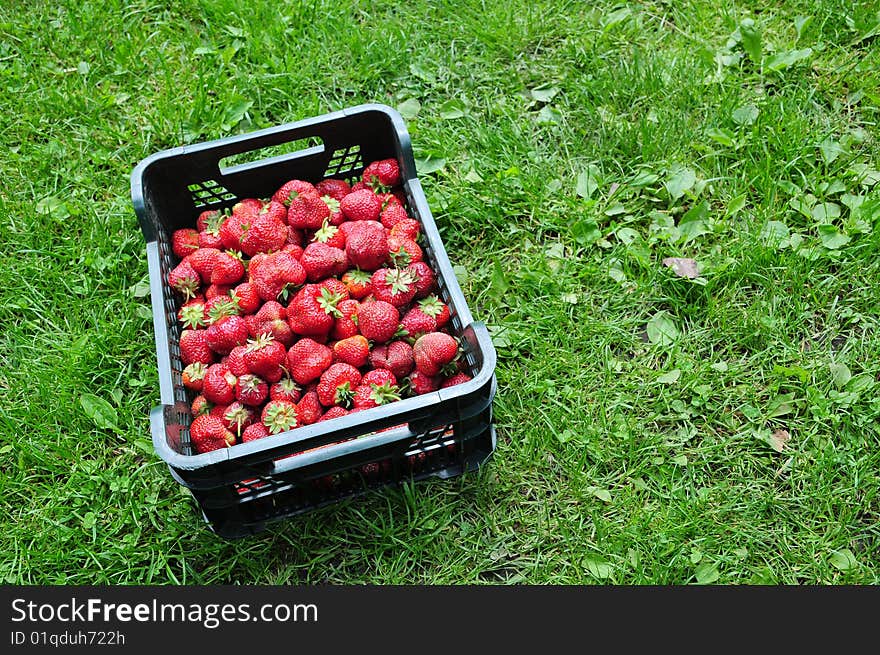 A strawberry in a plastic box on a grass. A strawberry in a plastic box on a grass