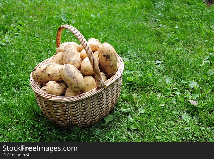 Potatoes in basket