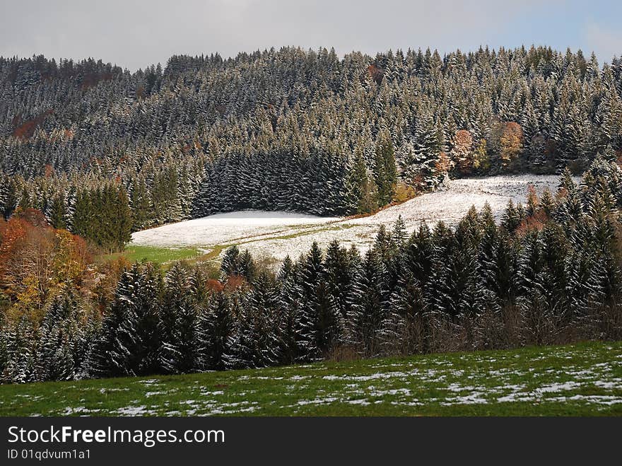 Alpine forest covered with first snow. Alpine forest covered with first snow