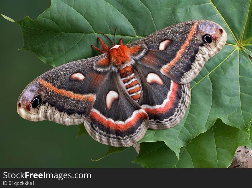 Cecropia On Leaf