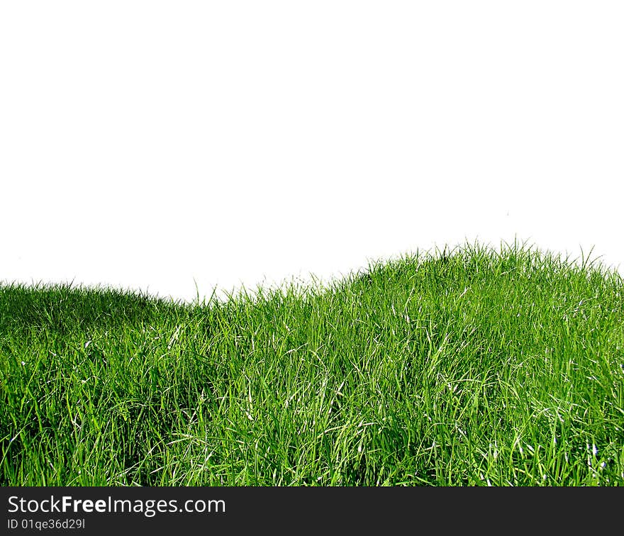 Green grass on a landsape