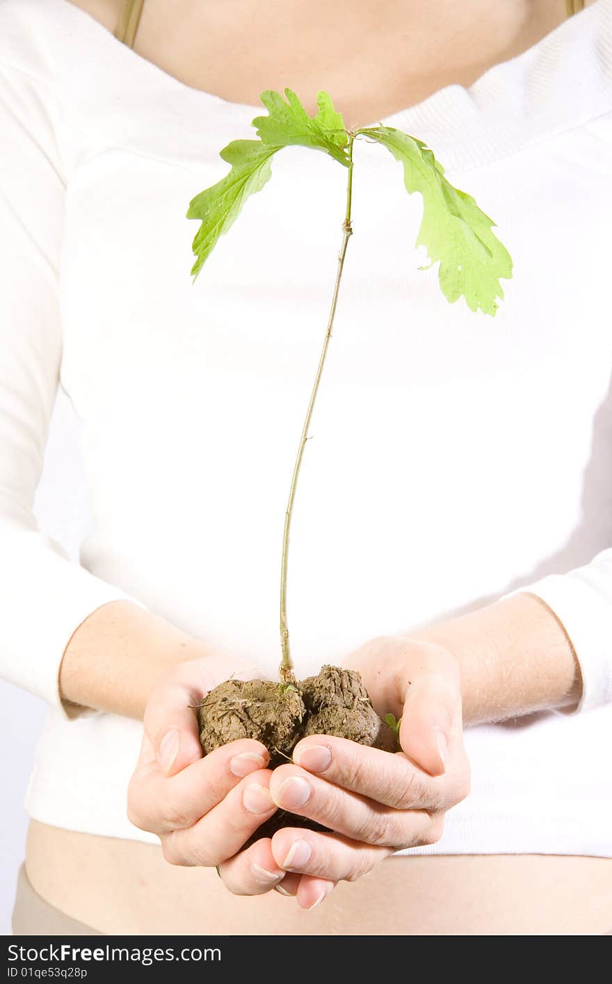 Small oak in human hands. Small oak in human hands