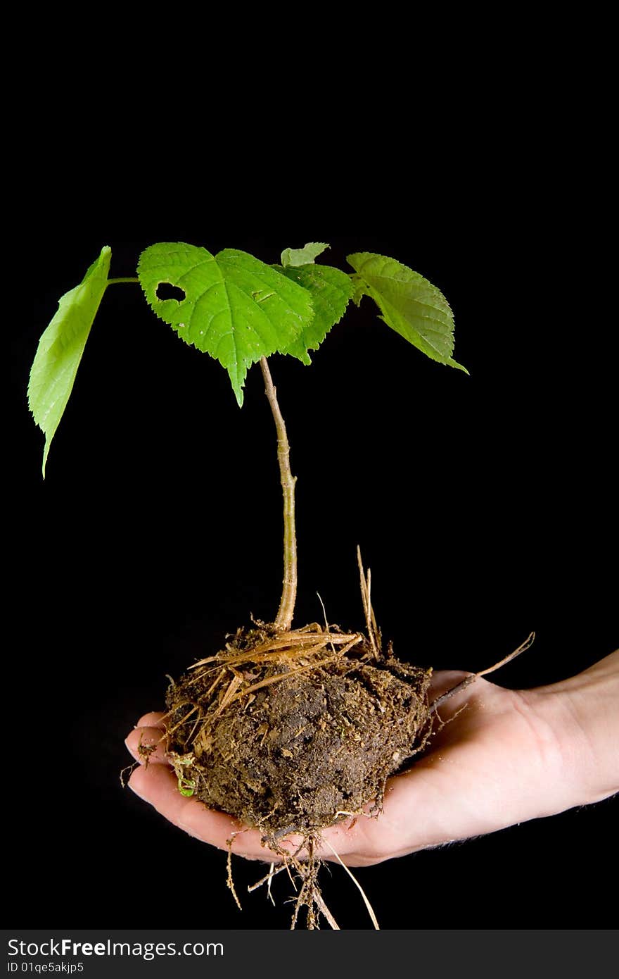 Seedling of linden in human hand on black ground. Seedling of linden in human hand on black ground