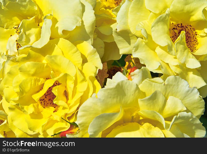 Bouquet of opened yellow Roses