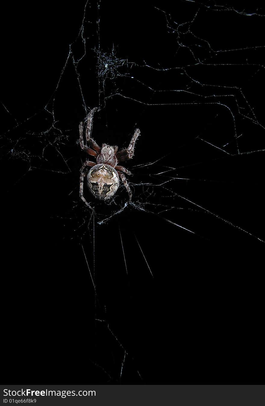 Hungry spider on it web on black ground