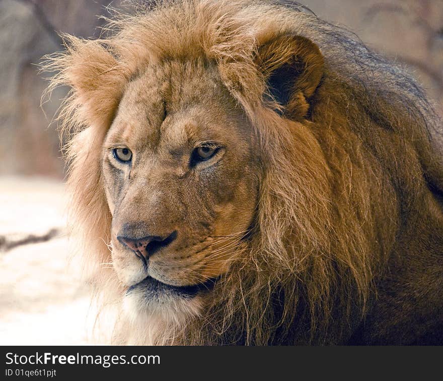 This is a lion from teh Milwaukee county zoo. The frame captured his powerful face as he sat just outside the sun. This is a lion from teh Milwaukee county zoo. The frame captured his powerful face as he sat just outside the sun.