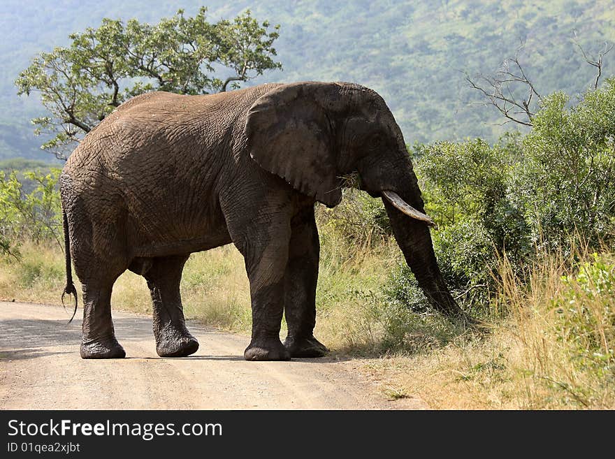 A large bull elephant in must eats by the side of the road.