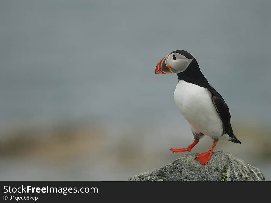 Atllantic Puffin