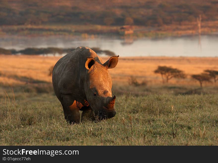 A baby white Rhino in the mornings first light.