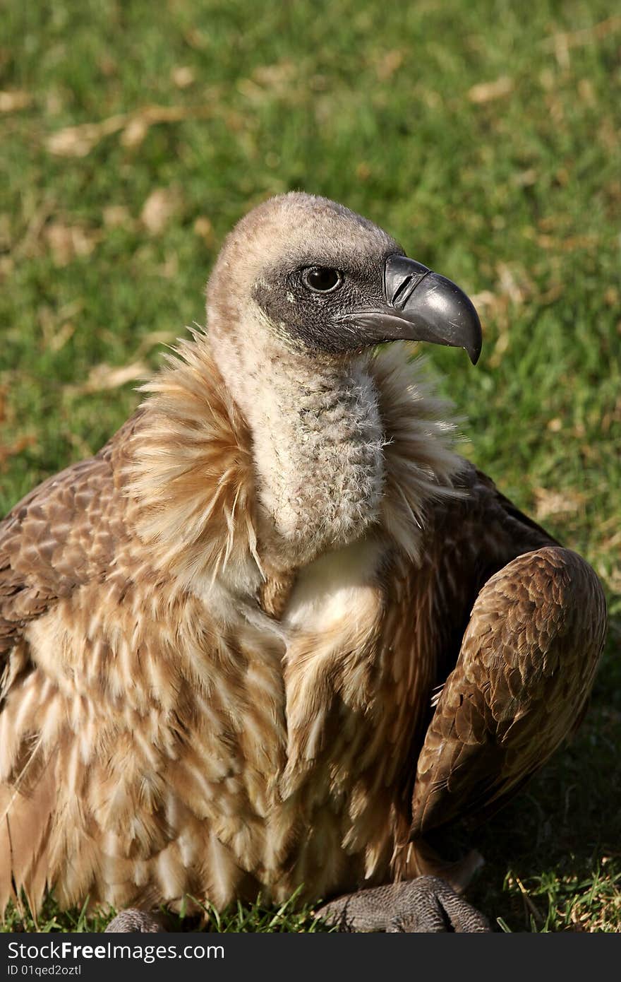 White-Backed Vulture