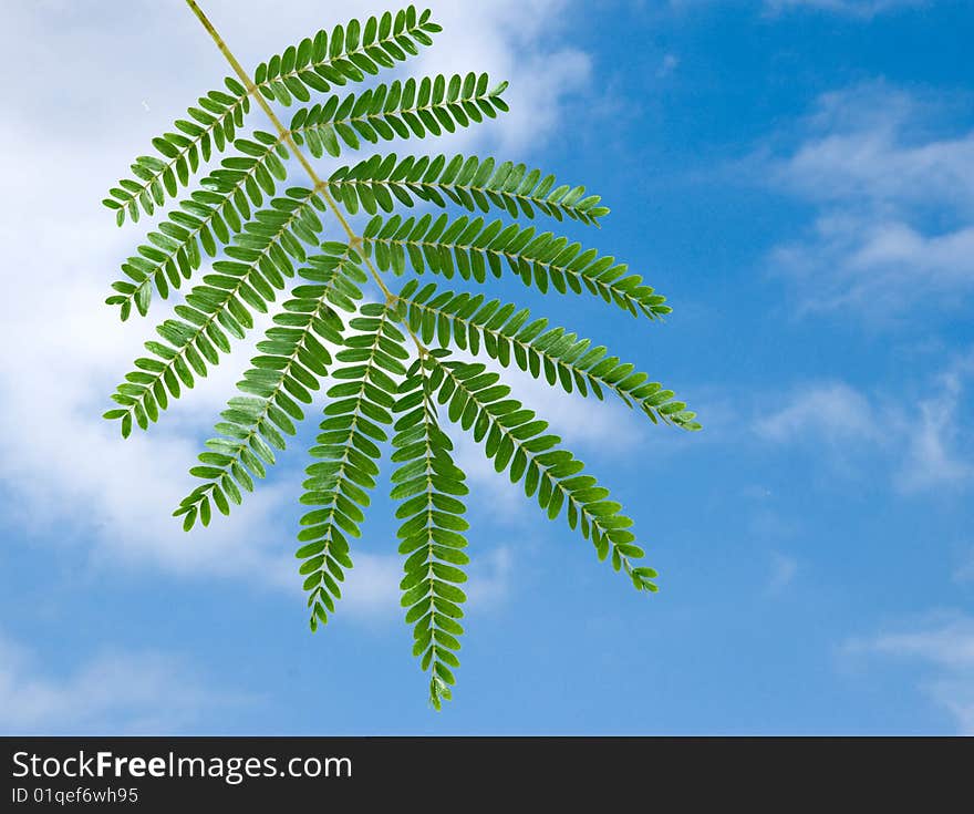 Close up of twig on sky background