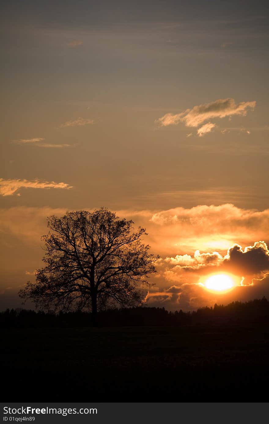 A silhouette of a apple tree  a beautiful sunset in background. A silhouette of a apple tree  a beautiful sunset in background