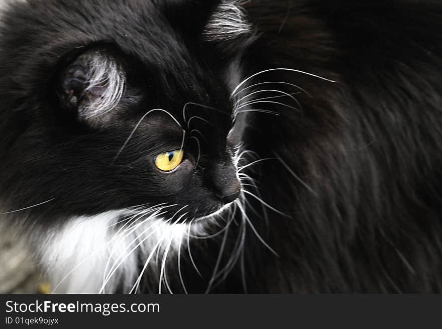 Siberian Cat At The Farmland