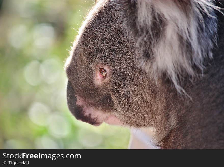 A koala bear from a wildlife park in Adelaide caught in a peaceful, almost sad moment. A koala bear from a wildlife park in Adelaide caught in a peaceful, almost sad moment.