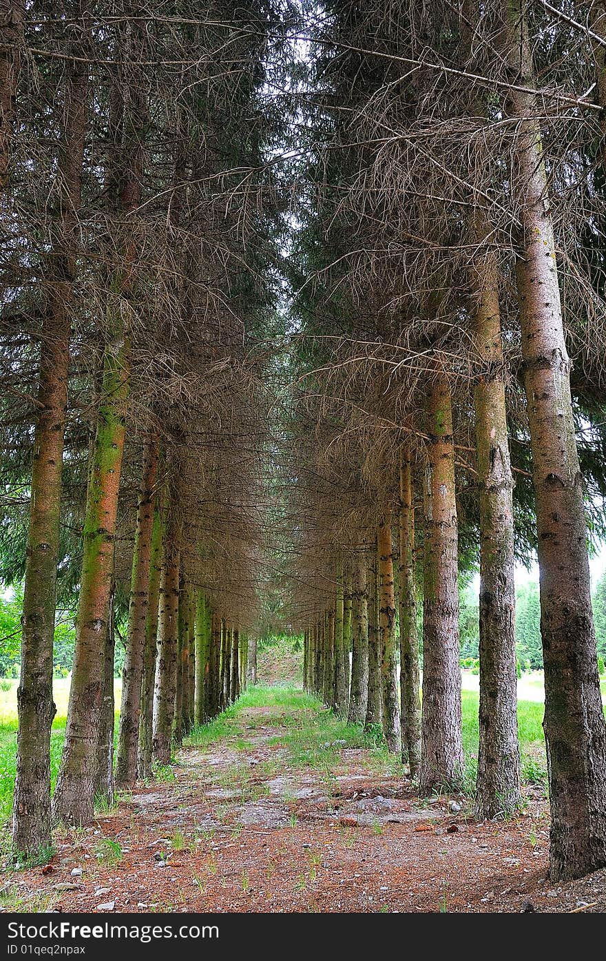 Forest walking path leading into sunshine