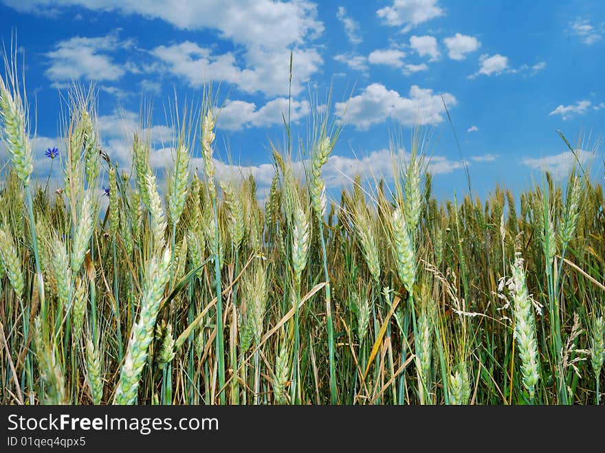 Cereal field with blue sky background. Cereal field with blue sky background