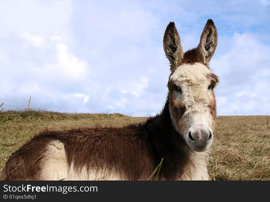 A donkey resting in a field on the west coast of ireland. A donkey resting in a field on the west coast of ireland