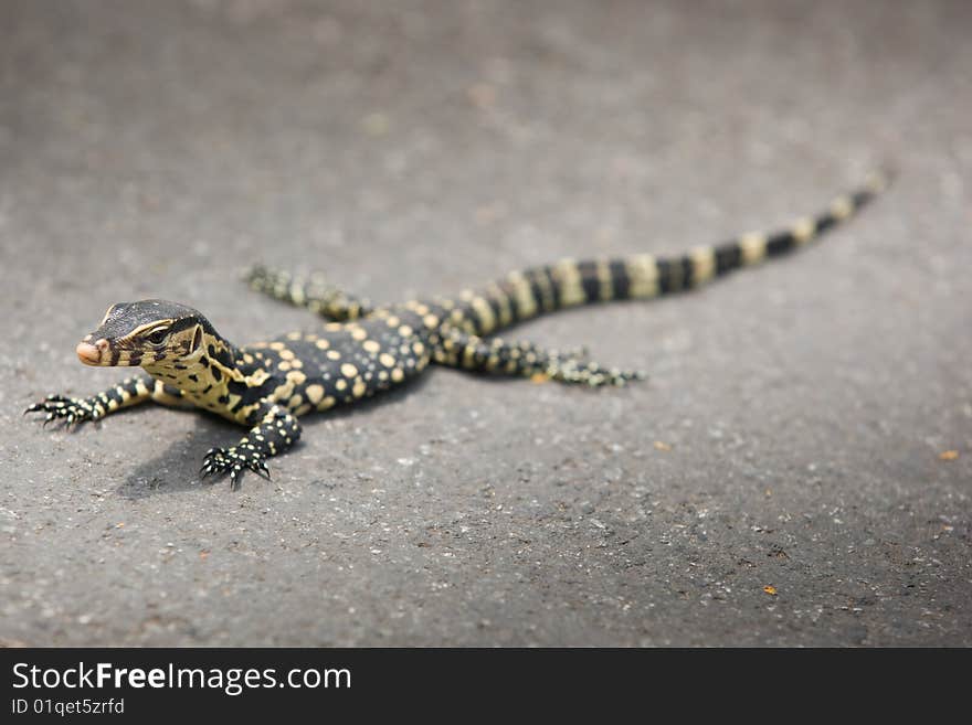 Small giant on asphalt background