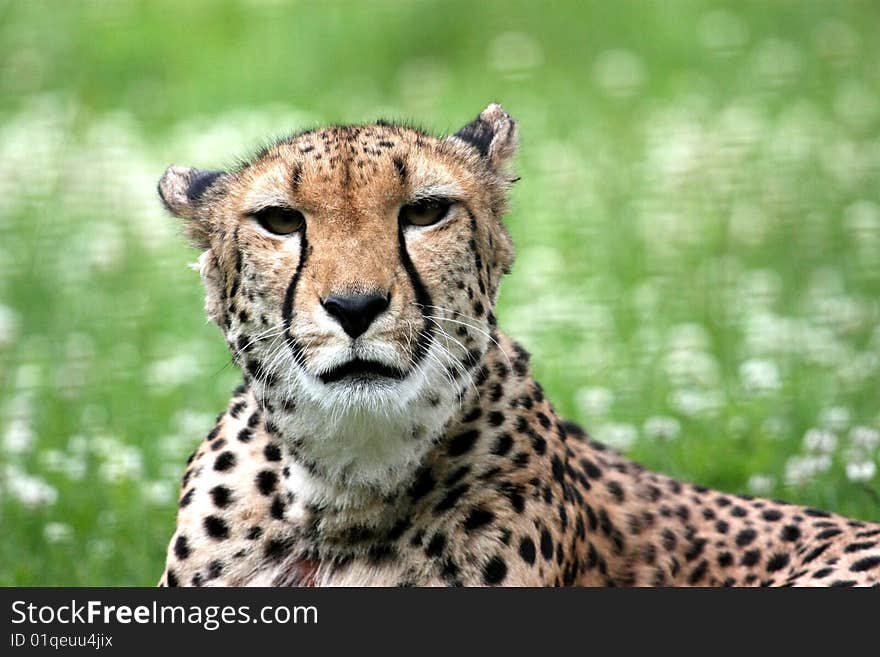 Detail of cheetah (Acinonyx jubatus) lying in the grass