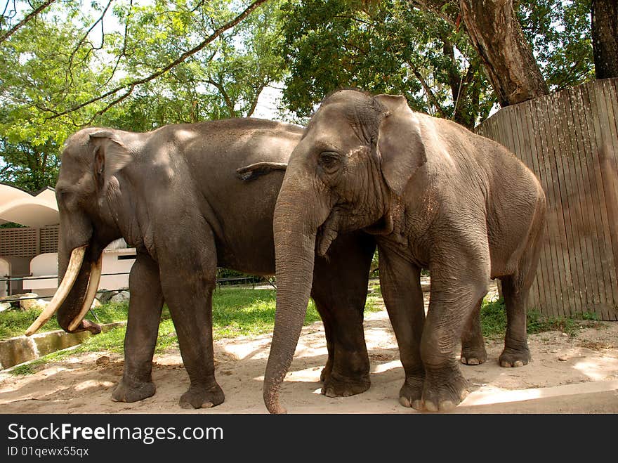 Elephants In A Zoo