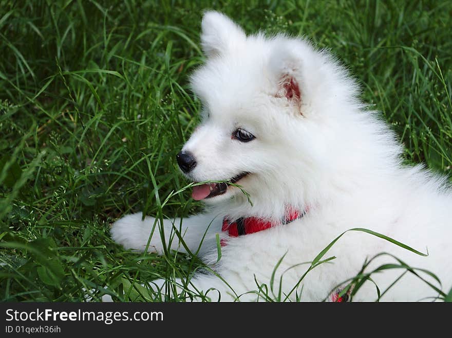 Samoyed dog