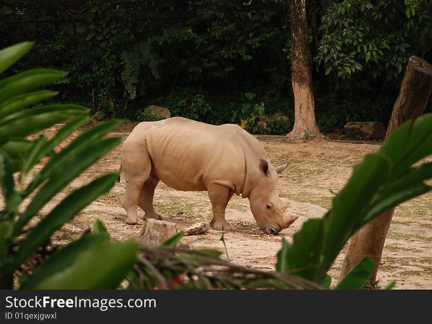 Rhinoceros in zoo